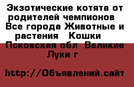  Экзотические котята от родителей чемпионов - Все города Животные и растения » Кошки   . Псковская обл.,Великие Луки г.